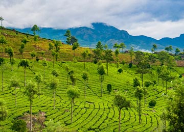 Exotic Munnar